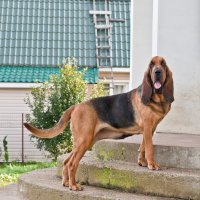 Bloodhound – Anna Tronova/Shutterstock