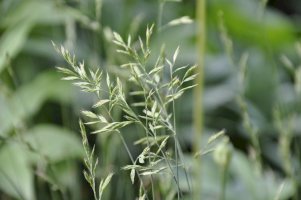 Kostřava ovčí (Festuca ovina) – ahmydaria/Shutterstock