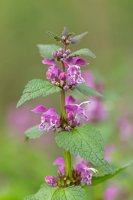 Hluchavka skvrnitá (Lamium maculatum) – Ihor Hvozdetskyi/Shutterstock