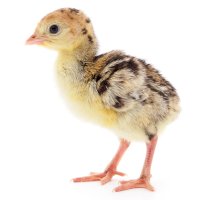 Krůtě – Olhastock/Shutterstock