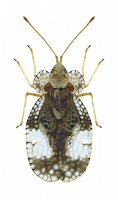 Síťnatka hrušňová (Stephanitis pyri) – alslutsky / Shutterstock