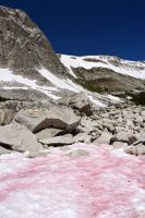 Růžový sníh, jehož barvu způsobuje přítomnost bakterie Chlamydomonas nivalis, Wyoming, USA – Nina B / Shutterstock