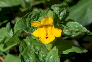 Kejklířka skvrnitá (Mimulus guttatus) – Nick Pecker/Shutterstock