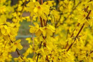 Kvetoucí forzýtie (Forsythia) z řádu olivovníkokvětých, čeledi olivovníkovitých – kaskip / Shutterstock