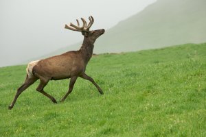 Jelen kavkazský (Cervus elaphus maral) – Andrei Gilbert / Shuterstock