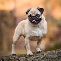 Mops – marketalangova/Shutterstock