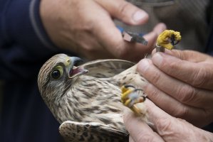 Kroužkování ptáků – Kuttelvaserova Stuchelova / Shutterstock