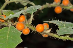 Lilek quitský (Solanum quitoense), detail rostliny s listy a plody – Fitawoman / Shutterstock