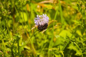 Pačmelák cizopasný (Psithyrus rupestris) – gubernat / Shutterstock