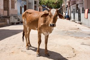 Zebu indický (Bos primigenius indicus) – imageBROKER.com / Shutterstock
