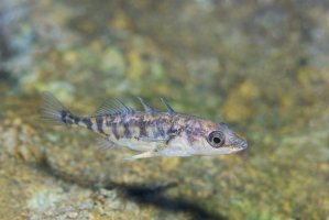 Koljuška tříostná (Gasterosteus aculeatus) – Rostislav Stefanek / Shutterstock