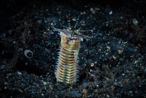 Palolo (Eunice aphroditois) – Francesco_Ricciardi / Shutterstock