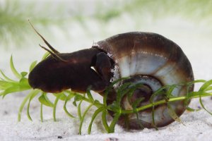 Okružák ploský (Planorbarius corneus) – Vitalii Hulai / Shutterstock
