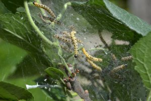 Housenky předivky ovocné (Vponomeuta padellus) – VVN77 / Shutterstock