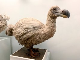 Dronte mauricijský (Raphus cucullatus), rekonstrukce, muzejní exponát – The Art of Pics / Shutterstock