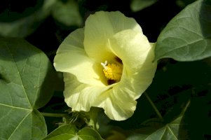 Gossypium hirsutum, květ – Manfred Ruckszio/Shutterstock