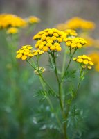 Vratič obecný (Tanacetum vulgare) – rootstock/Shutterstock