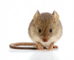 Myš domácí (Mus musculus) – Szasz-Fabian Jozsef / Shutterstock