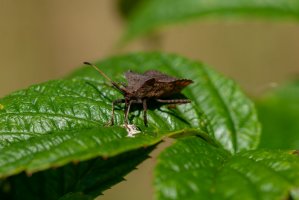 Kněžice zrnitá (Troilus luridus) – Magnus Binnerstam / Shutterstock