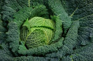 Kapusta (Brassica oleracea convar. capitata var. sabauda L.) – Altin Osmanaj / Shutterstock
