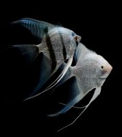 Skalára amazonská (Pterophyllum scalare) z čeledi cichlidy – bluehand / Shutterstock