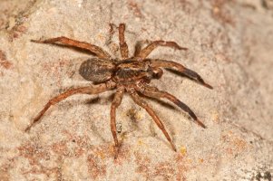 Slíďák hajní (Pardosa lugubris) – imageBROKER.com / Shutterstock