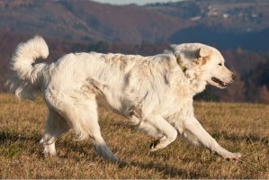 Slovenský čuvač – Lenkadan/Shutterstock