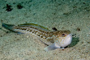 Ostnatec velký (Trachinus draco) – Joern_k / Shutterstock