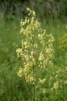 Žluťucha menší (Thalictrum minus) – Vankich1/Shutterstock
