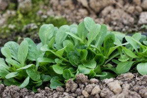 Kozlíček polníček (Valerianella locusta) – Landrausch/Shutterstock