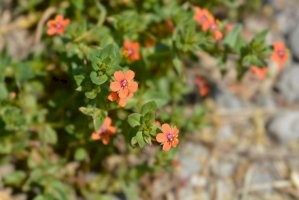 Drchnička rolní (Anagallis arvensis) – Iva Villi/Shutterstock