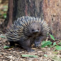 Ježura australská (Tachyglossus aculeatus) – Natalia Golovina/Shutterstock