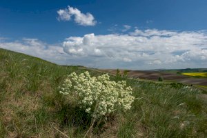 Katrán tatarský (Crambe tataria) – Miklos Greczi/Shutterstock