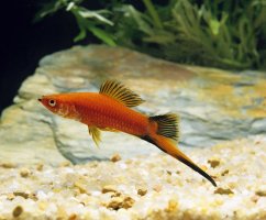 Halančík mečovitý (Xiphophorus helleri) – slowmotiongli / Shutterstock