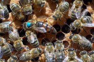 Včely dělnice a modře označená matka – Konstantin Gushcha / Shutterstock