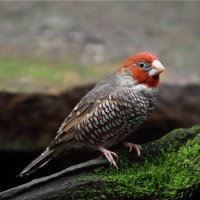 Amadina červenohlavá (Amadina erythrocephala) – Dennis Jacobsen / Shuterstock