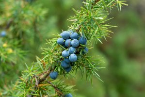 Jalovec obecný (Juniperus communis) z řádu cypřišotvaré – Adam Radosavljevic / Shutterstock