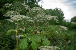 Bolševník obecný (Heracleum sphondylium) – Zaichenko Evheniia / Shutterstock