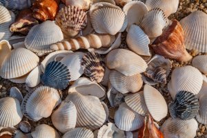 Různé lastury mořských mlžů – LadyAtlantis / Shutterstock