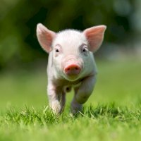 Sele prasete domácího – Volodymyr Burdiak/Shutterstock