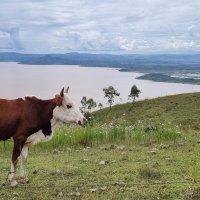Alaotra – harilala / Shutterstock