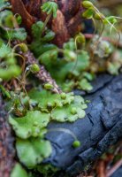 Antrakobiontní houba porostnice mnohotvárná (Marchantia polymorpha) – Svitlyk / Shutterstock
