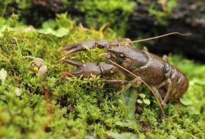 Rak kamenáč (Astacus torrentium) – Miroslav Hlavko / Shutterstock