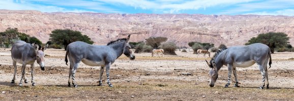 Lichokopytníci, osli afričtí (Equus africanus), přírodní rezervace v Somálsku – Sergei25 / Shutterstock