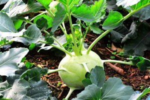 Brukev kedluben (Brassica oleracea gondylodes) – ideation90 / Shutterstock