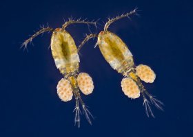 Buchanky (Cyclops) z podtřídy klanonožců – Lebendkulturen.den / Shutterstock