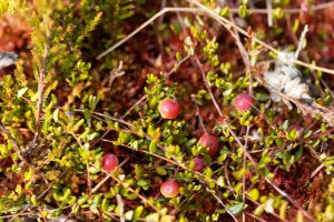 Klikva bahenní / žoravina (Vaccinium oxycocoos  Oxycoccus quadripetalus), detail poléhavého keříčku s listy a plody – ChWeiss / Shutterstock