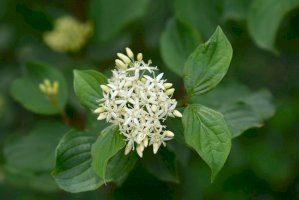 Svída krvavá (Cornus sanguinea), květy – Iva Villi/Shutterstock