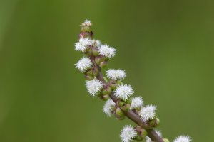 Bařička přímořská (Triglochin maritima L.) – Henri Koskinen / Shutterstock