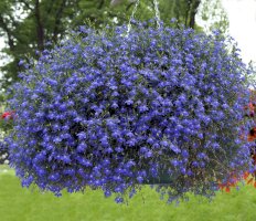 Lobelia erinus – Manfred Ruckszio/Shutterstock